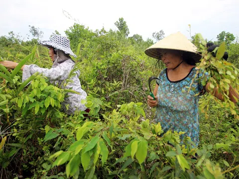 “Việt hóa” Tết Đoan ngọ