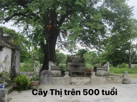 Hương thị quê nhà