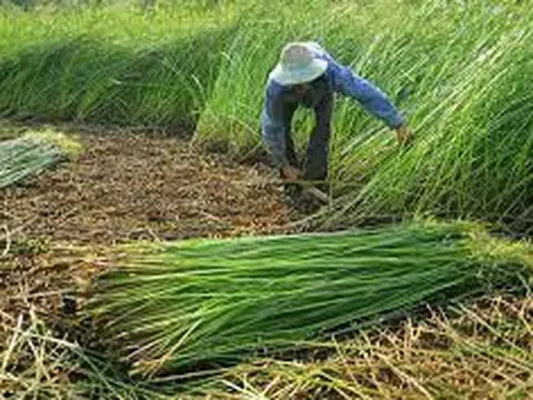 Làng chiếu Thạch Tân