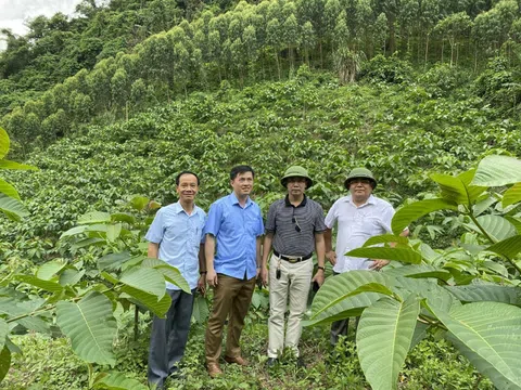 Tuyên Quang: Công ty TNHH MTV Lâm nghiệp Tuyên Bình bảo vệ và phát triển rừng