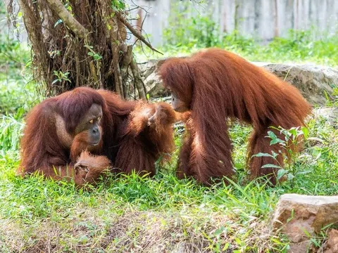 Hành trình tới “ngôi nhà” Vinpearl Safari của những cá thể quý hiếm nhất thế giới 