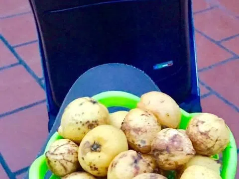 Mùa bứa chín với chị tôi! (Hậu chuyện: Mùa sém chín)