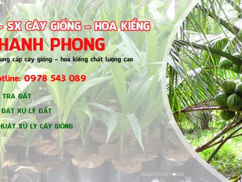 Thương hiệu Cây giống hoa kiểng Thanh Phong: Sản phẩm - Dịch vụ tin dùng năm 2022