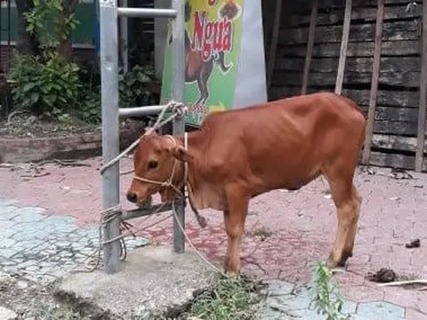 Chú bò nhỏ đáng thương