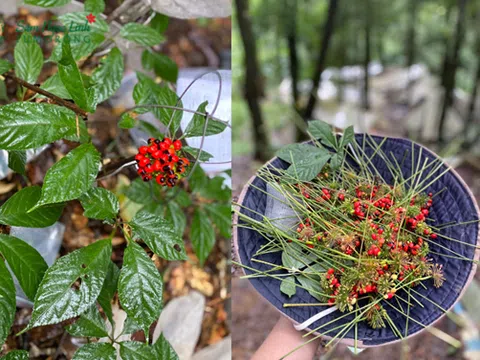 Hạt giống Sâm Ngọc Linh – “bảo vật” quý giá của núi rừng Ngọc Linh