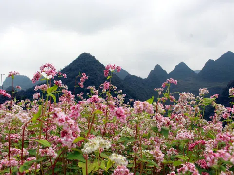 Hà Giang: Lễ hội hoa tam giác mạch lần thứ VIII năm 2022 sẽ khai mạc tối 26/11