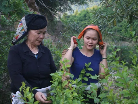 Vị lương y giàu tâm huyết với thuốc cổ truyền của người Thái đen