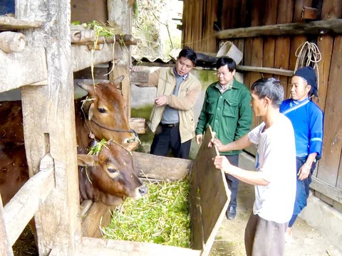 Hà Giang: Phòng chống dịch bệnh cho đàn vật nuôi dịp cuối năm