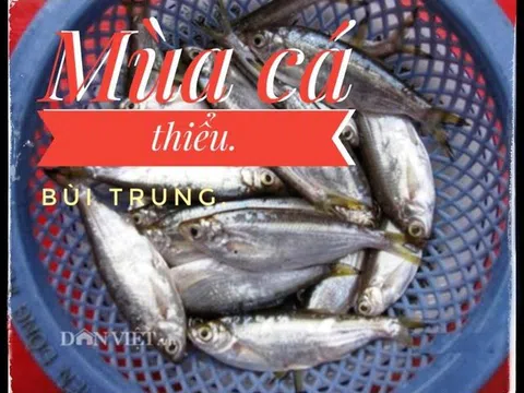 Mùa cá thiểu