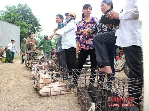 Lợn đi chợ huyện 