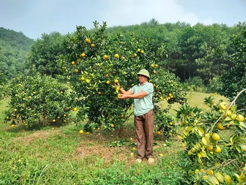 Tuyên Quang: Mô hình trồng cây ăn quả trên đất đồi rừng Lâm Bình thu nhập cao