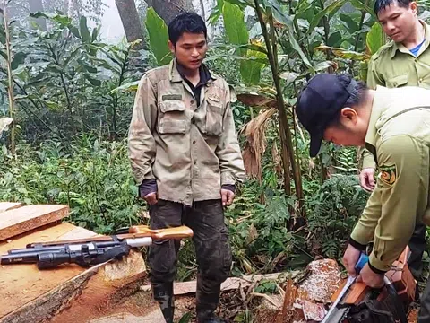 Hà Giang: Bắt quả tang đối tượng phá rừng đặc dụng
