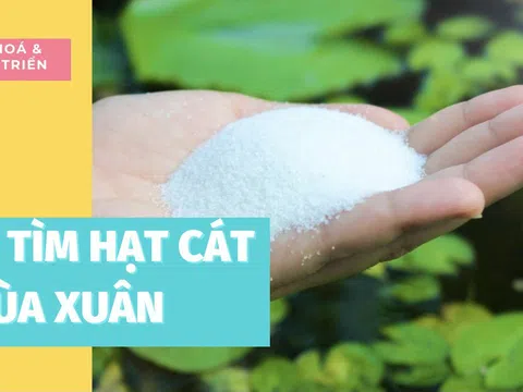 Đi tìm hạt cát mùa xuân