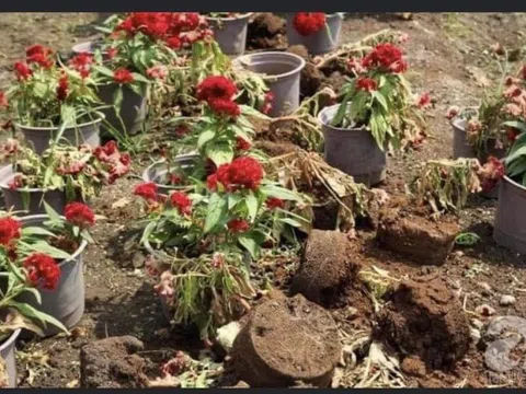 Đáng thương hay đáng giận