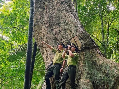 Tuyên Quang: Huyện Na Hang bảo vệ rừng tận gốc