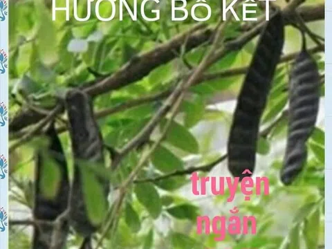 Hương bồ kết