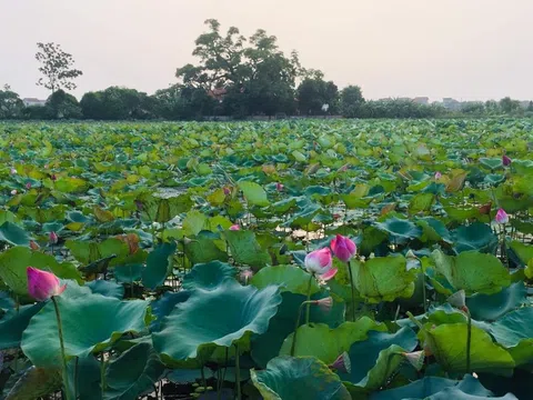 Ngày ấy bên Hồ Xuân Hương