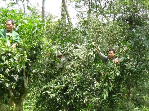 Tuyên Quang: Nâng cao giá trị cây chè Khau Mút