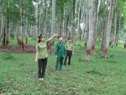 Tuyên Quang: Xã Năng Khả (Na Hang) quản lý, bảo vệ và phát triển rừng