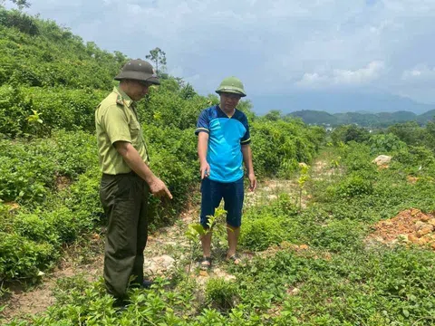 Tuyên Quang: Chiêm Hoá bảo vệ và phát triển rừng