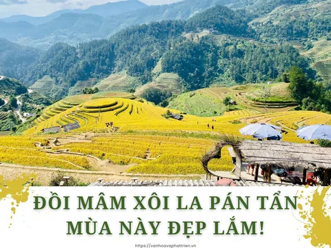 Đồi Mâm Xôi La Pán Tẩn mùa này đẹp lắm!