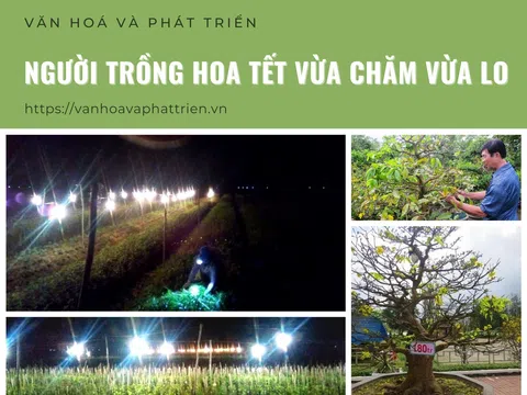 Người trồng hoa Tết vừa chăm vừa lo