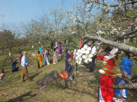 Tuyên Quang: Đầu tháng 3, Hồng Thái (Na Hang) ngập tràn sắc trắng hoa lê thu hút du khách