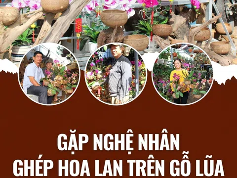 Gặp nghệ nhân ghép hoa lan trên gỗ lũa