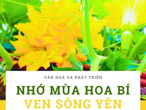 Quảng Nam: Nhớ mùa hoa bí ven sông Yên