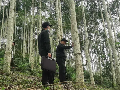 Tuyên Quang: Lâm Bình bảo vệ, phát triển rừng bền vững