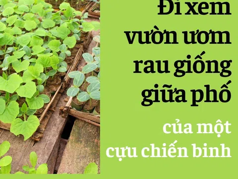 Đà Nẵng: Đi xem vườn ươm rau giống giữa phố của một cựu chiến binh