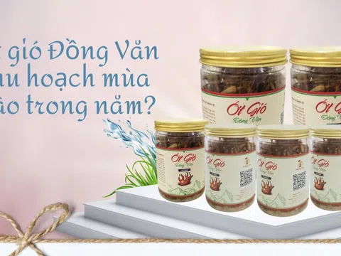 Ớt gió Đồng Văn thu hoạch mùa nào trong năm?