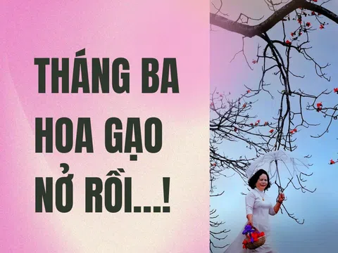 Tháng Ba hoa gạo nở rồi…!