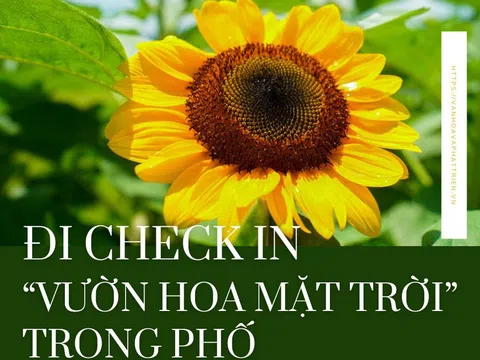 Đi check in “vườn hoa mặt trời” trong phố