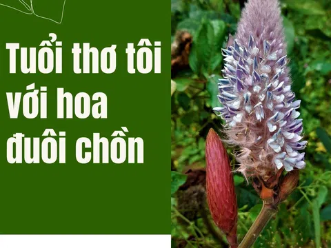 Tuổi thơ tôi với hoa đuôi chồn