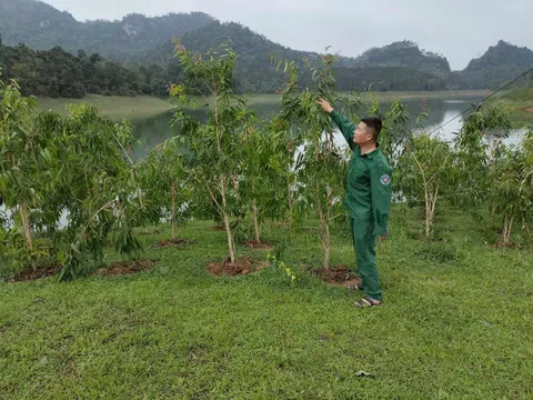Trồng tràm trên vùng đất bán ngập lòng hồ Thuỷ điện Tuyên Quang