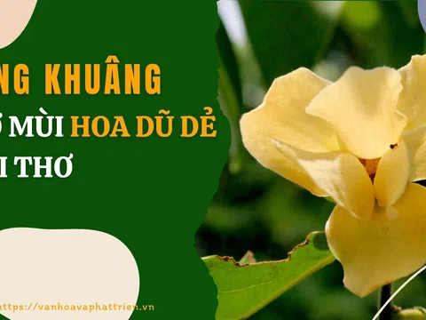 Bâng khuâng nhớ mùi hoa dũ dẻ tuổi thơ