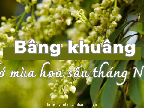 Bâng khuâng nhớ mùa hoa sấu tháng Năm