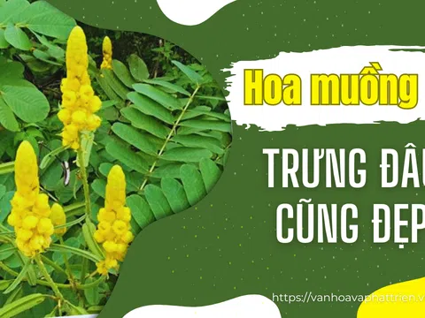 Hoa muồng trâu trưng đâu cũng đẹp