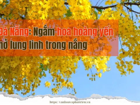 Đà Nẵng: Ngắm hoa hoàng yến nở lung linh trong nắng