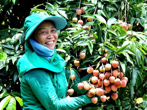 Bắc Giang: Bắt đầu thu hoạch vải thiều sớm ở Phúc Hòa (Tân Yên)