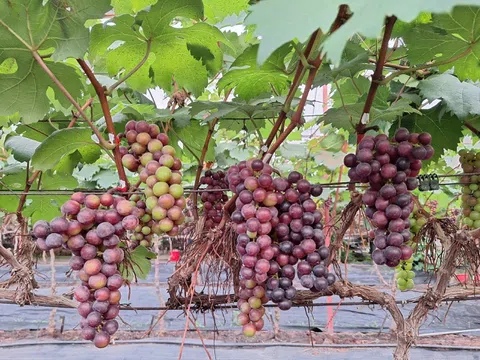 Hà Nội: Đan Phượng trồng nho hạ đen kết hợp với du lịch trải nghiệm mang lại hiệu quả kinh tế cao