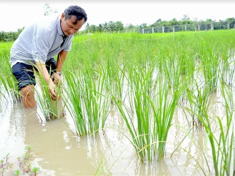 Kiên Giang: Tư Việt - Nhà khoa học của nhà nông
