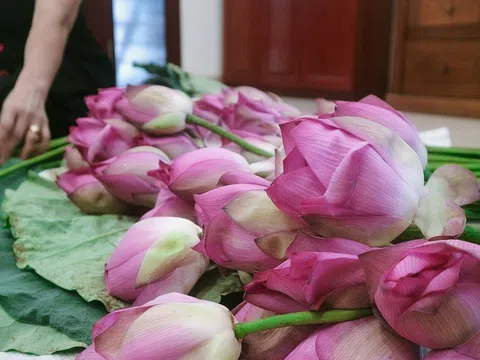 Tâm tình trong chén trà sen nức tiếng quận Tây Hồ