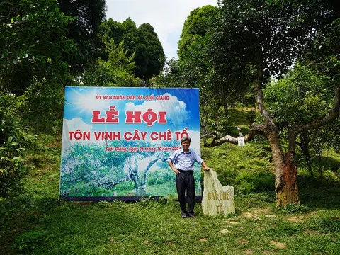 Tản mạn chuyện cây chè ở Suối Giàng