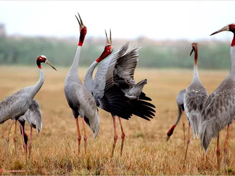 Đồng Tháp: Tổ chức đoàn làm việc tại Thái Lan về bảo tồn sếu đầu đỏ