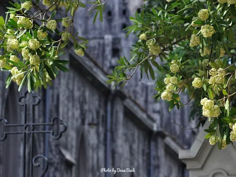 Hoa sữa nở, thu đã về...