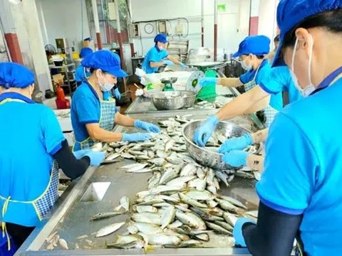 Cá mòi kho Kiến Thụy - Hương vị quê biển vươn ra thế giới