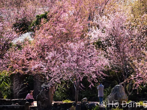 Chuỗi hoạt động văn hóa – du lịch chào năm mới 2026 tại Quảng Ngãi