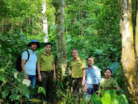 Tuyên Quang: Hạt Kiểm lâm Khu vực VI bảo vệ và phát triển rừng bền vững